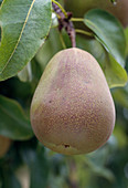 Gellert's butter pear