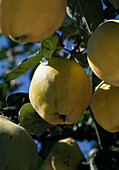 Portuguese pear quince