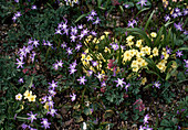 Chionodoxa (snowdrops), Primula (primroses)