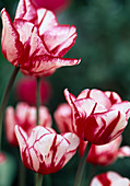 Tulipa 'Cardill Hull'