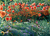 Oranges Beet mit Dahlia 'Renato Tozio' (Dahlien), Helenium (Sonnenbraut)