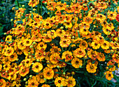 Helenium 'Copper Dwarf' (Sunflower)