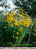 Coreopsis tripteris (Large Girl's Eye)