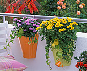 Chrysanthemum 'Viking' (Chrysantheme), Aster (Herbstaster), Hedera (Efeu)