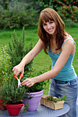 Young woman harvesting thymus (thyme)