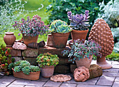 Various Sedum (buttercups) and Echeveria