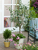 Olea europaea (Olive tree), Rosmarinus (Rosemary), Pelargonium