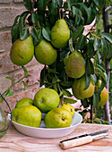 Pyrus 'Delicious of Charneux' (pear)