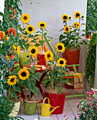 Balkon mit Sonnenblumen in Töpfen und Kübeln