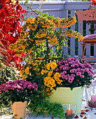 Pyracantha 'Soleil d'Or' (Feuerdorn), Chrysanthemum