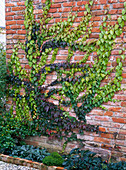 Green wall with wild vine: 6/6