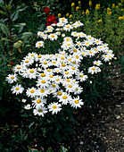 Leucanthemum maximum (Garden daisy)