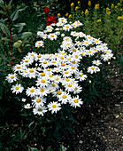 Leucanthemum maximum (Gartenmargerite)