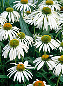 Echinacea purpurea 'Alba' (Weißer Sonnenhut)