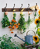 Herbs hung to dry: Melissa, Calendula