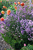 Aster novi-belgii (smooth-leaved aster) behind Buxus (boxwood border)