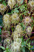 Clematis tangutica (Mongolian clematis), inflorescences