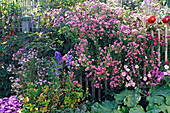 Aster novae-angliae 'Barr's Pink' (Rough-leaved aster)