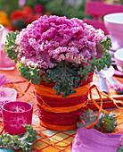 Brassica in planter decorated with red and orange raffia