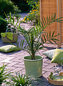 Phoenix canariensis (date palm) in bright green planter