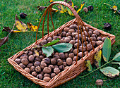 Basket with Juglans regia (walnuts) on the lawn