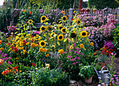 Bauerngarten mit Helianthus (Sonnenblumen), Rudbeckia (Sonnenhut)