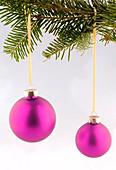 Pink Christmas tree balls on branch of Pseudotsuga (Douglas fir)