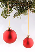 Red Christmas tree balls on a branch of Pseudotsuga (Douglas fir)