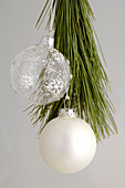 Weihnachtsbaumkugeln aus Glas und weiß an Zweig von Pinus (Kiefer)