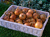 Allium cepa (bulbs) in a white basket tray