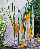 Gladiolus (Gladiolen) mit Kieselsteinen in Vasen aus Glas