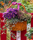 Orange handle basket with Calluna Garden Girls