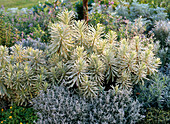 White-silver-grey bed with perennials and pot plants