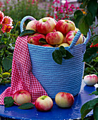 Malus 'Jakob Fischer' (apples) in blue wicker basket, towel