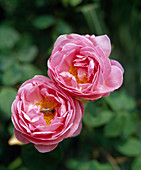 Rosa 'Constance Spry' (Englische Rose, Kletterrose), einmal blühend, duftend