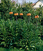 Fritillaria imperialis (Kaiserkrone) mit orangen Blüten