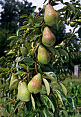 Pyrus 'Clapps darling' (pear) on branch