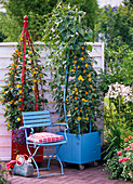 Planting red tubs with Thunbergia