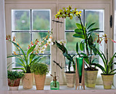 Orchideen am Fenster : Odontoglossum, Paphiopedilum (Frauenschuh), Dendrobium