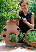 Plant pocket amphora with herbs