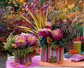 Herbstzauber: Chrysanthemum grandiflorum (großblumige Chrysanthemen)