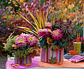 Autumn magic: Chrysanthemum grandiflorum (large-flowered Chrysanthemums)