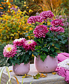 Chrysanthemum grandiflorum (large-flowered decorative Chrysanthemum)