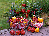 Capsicum (paprika) in metal baskets, behind them plants in beds