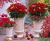 Chrysanthemum Yahou 'Titane', 'Red Irvine' (Autumn Chrysanthemum)