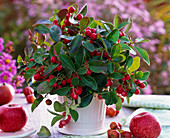 Gaultheria procumbens (Scheinbeere) im weißen Übertopf