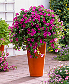 Petunia 'Raspberry Blast' (Petunie)