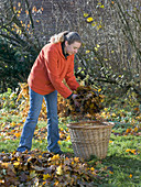 Young woman filling leaves into wicker basket