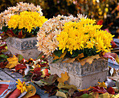 Chrysanthemum Yahou 'Golden' 'Peach' (autumn chrysanthemums)