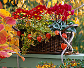 Cyclamen (Alpenveilchen), Chrysanthemum (Herbstchrysantheme)